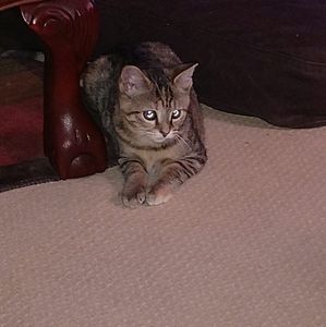 Meet your Posher, Janet